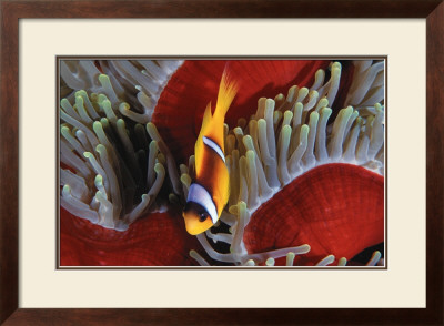 Anemone Fish by Jones & Shimlock Pricing Limited Edition Print image