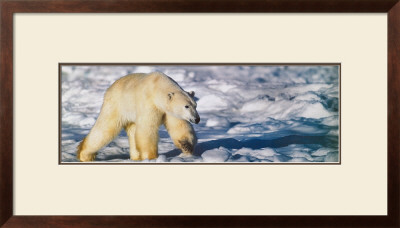 Walking On The Ice by Gerry Ellis Pricing Limited Edition Print image