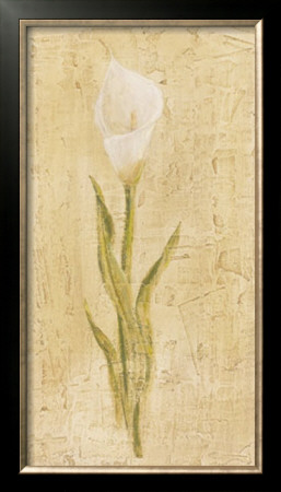 White Cala Lily by Cuca Garcia Pricing Limited Edition Print image