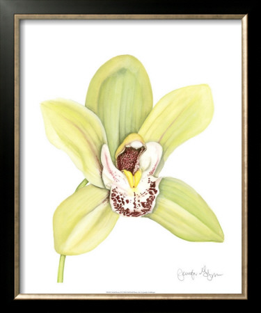 Orchid Beauty Ii by Jennifer Goldberger Pricing Limited Edition Print image