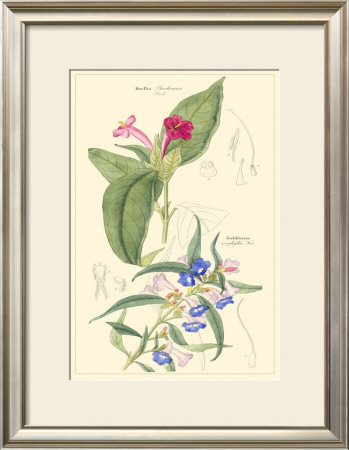 Botanical Iv by Jacob Dietrich Pricing Limited Edition Print image