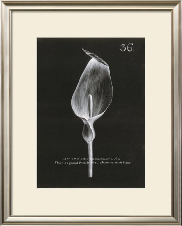 Cala Lily by Stela Klein Pricing Limited Edition Print image
