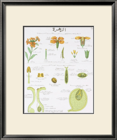 La Giroflee Teaching Chart by Deyrolle Pricing Limited Edition Print image
