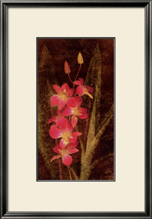 Orchid by John Seba Pricing Limited Edition Print image