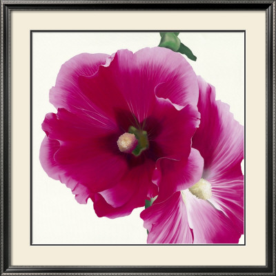 Pink Hollyhock I by Stephanie Andrew Pricing Limited Edition Print image