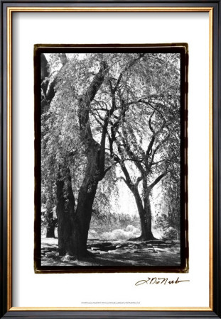 Summer Shade Iii by Laura Denardo Pricing Limited Edition Print image