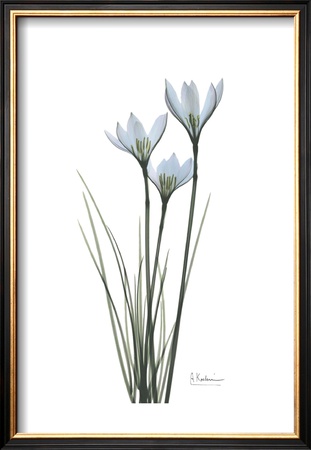 White Rain Lily by Albert Koetsier Pricing Limited Edition Print image