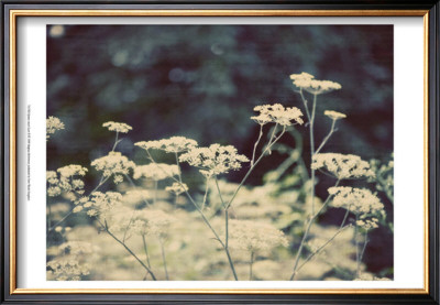 Queen Ann's Lace Ii by Meghan Mcsweeney Pricing Limited Edition Print image