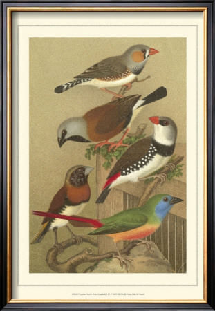 Pet Songbirds I by Cassel Pricing Limited Edition Print image