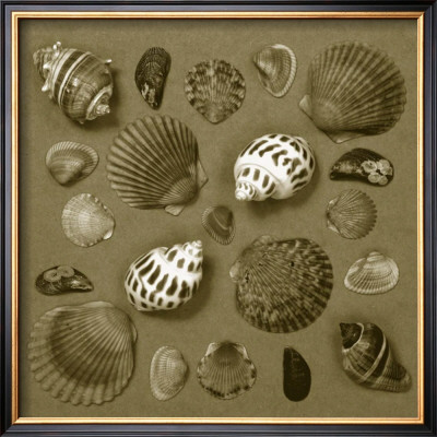 Shell Collector Series V by Renee Stramel Pricing Limited Edition Print image