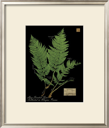 Hay Scented Fern by Brian Foster Pricing Limited Edition Print image