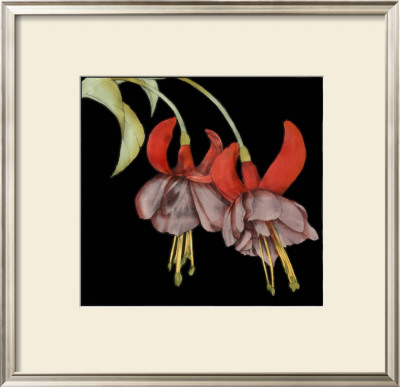 Graphic Fuchsia Ii by Jennifer Goldberger Pricing Limited Edition Print image
