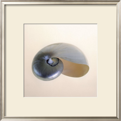 Polished Nautilus by Tom Artin Pricing Limited Edition Print image
