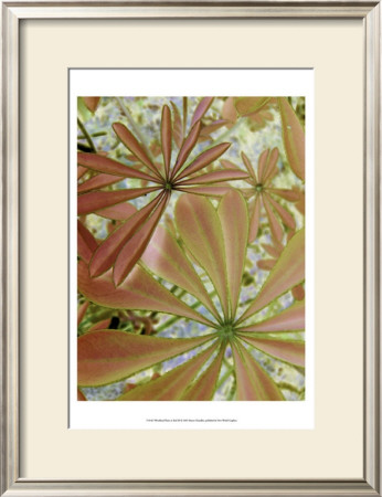 Woodland Plants In Red Iii by Sharon Chandler Pricing Limited Edition Print image