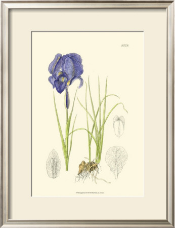 Spring Bounty I by Samuel Curtis Pricing Limited Edition Print image