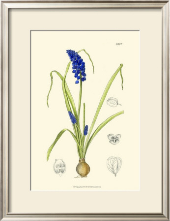 Spring Bounty Iv by Samuel Curtis Pricing Limited Edition Print image