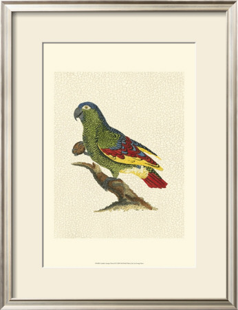 Crackled Antique Parrot Ii by George Shaw Pricing Limited Edition Print image