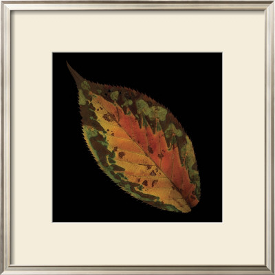 Cherry Leaf On Black by June Hunter Pricing Limited Edition Print image