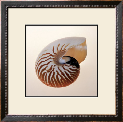Nautilus by Tom Artin Pricing Limited Edition Print image