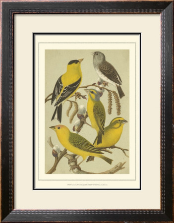 Pet Songbirds Iii by Cassel Pricing Limited Edition Print image