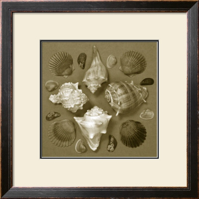 Shell Collector Series Iv by Renee Stramel Pricing Limited Edition Print image