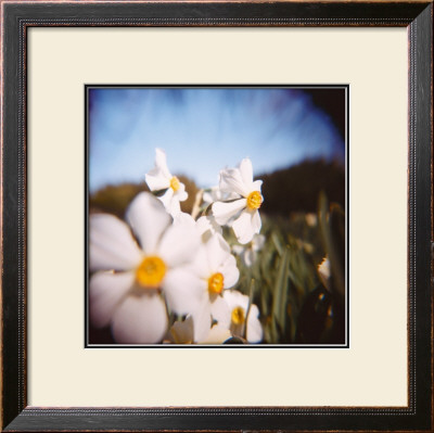 Daffodils by Rebecca Tolk Pricing Limited Edition Print image