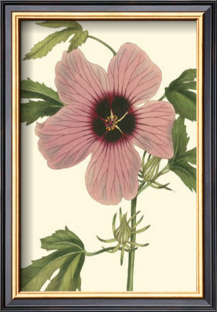 Hibiscus Ii by Cooke Pricing Limited Edition Print image
