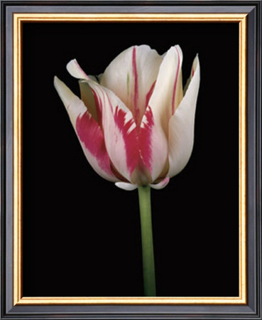 Tulipa Sorbet by Derek Harris Pricing Limited Edition Print image
