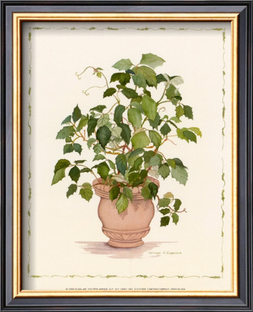 Ivy In A Clay Pot by Cappello Pricing Limited Edition Print image