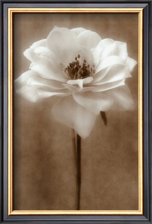 Antique Rose by Christine Zalewski Pricing Limited Edition Print image