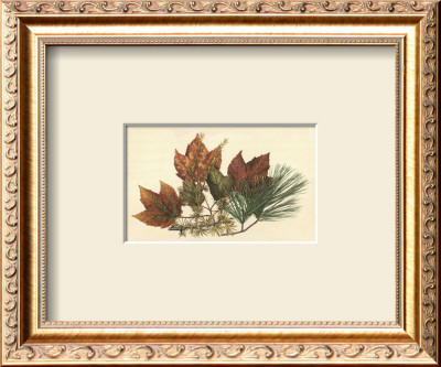 Red Maple by Tony Casper Pricing Limited Edition Print image