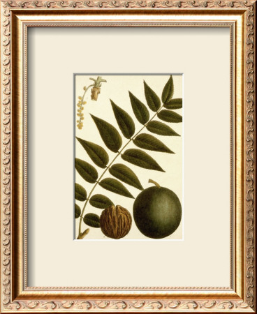 Black Walnut by Francois A. Michaux Pricing Limited Edition Print image