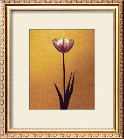 Narcissus Manuscript by Helen Buttfield Pricing Limited Edition Print image