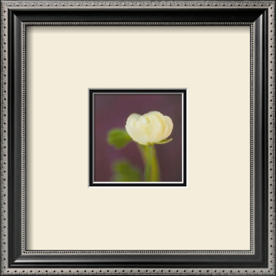 Ivory On Aubergine by Jane Ann Butler Pricing Limited Edition Print image