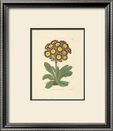 Auriculas by Robert Sweet Pricing Limited Edition Print image