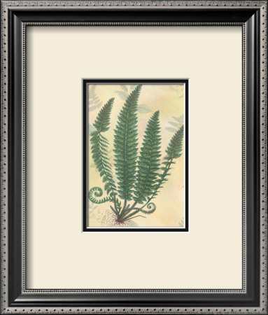 Forest Sword Fern by Walter Robertson Pricing Limited Edition Print image