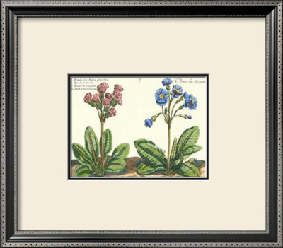 Floral Plate Vii by Crispijn De Passe Pricing Limited Edition Print image