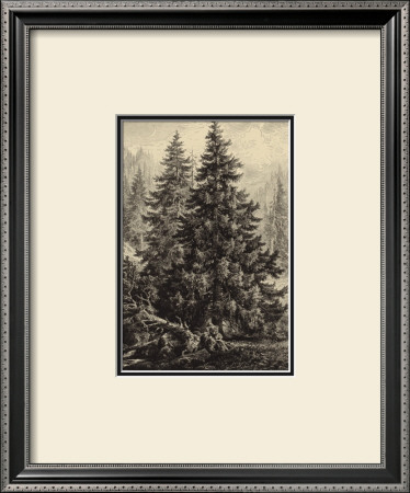 Spruce Pine by Ernst Heyn Pricing Limited Edition Print image