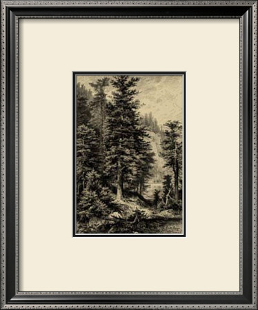 Noble Fir by Ernst Heyn Pricing Limited Edition Print image