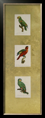 Parrot Panel I by Jacques Barraband Pricing Limited Edition Print image