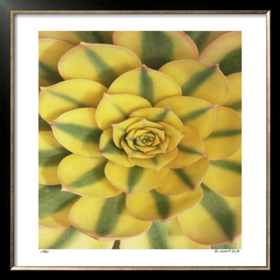 Sunburst by Pip Bloomfield Pricing Limited Edition Print image