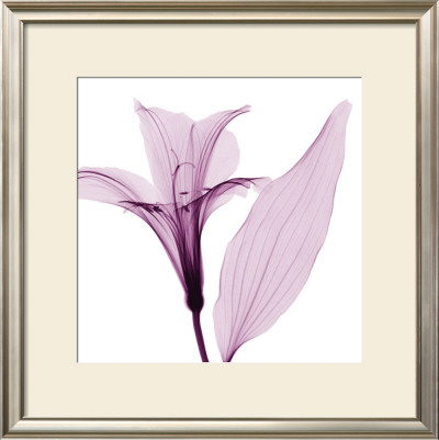 Alstromeria Iii by Steven N. Meyers Pricing Limited Edition Print image
