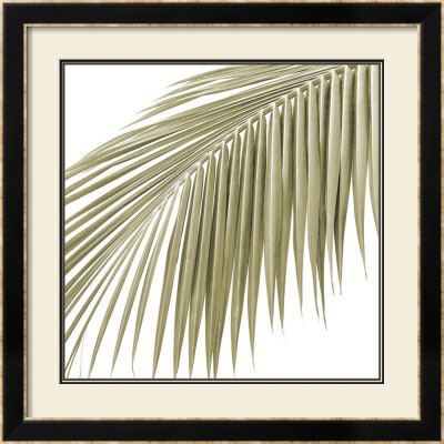 Palm Study Vii by Studio El Collection Pricing Limited Edition Print image