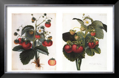 Strawberries by C. J. Robertson Pricing Limited Edition Print image