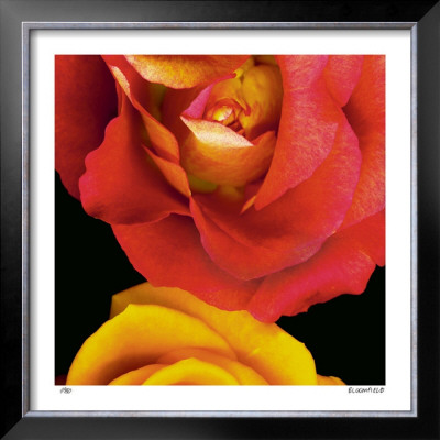 Emma's Roses by Pip Bloomfield Pricing Limited Edition Print image