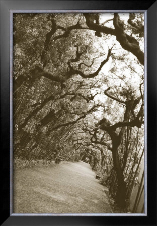 Boboli Arbor, Italy by Meg Mccomb Pricing Limited Edition Print image