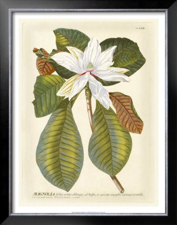 Magnificent Magnolias Ii by Jacob Trew Pricing Limited Edition Print image