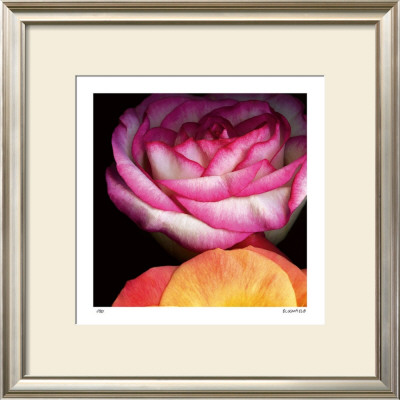 Blush Roses by Pip Bloomfield Pricing Limited Edition Print image