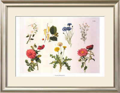 Country Botanicals Ii by Anton Hartinger Pricing Limited Edition Print image
