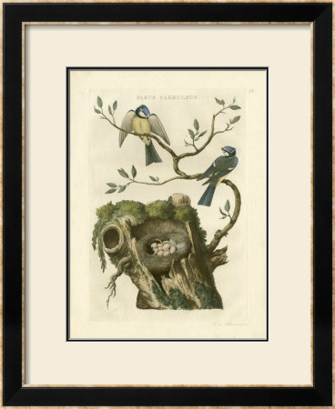 Birds And Nests Iii by Nozeman Pricing Limited Edition Print image